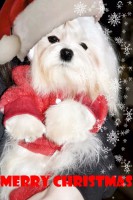 /album/angels-photoalbum/shanooue-jul-2014-jpg/